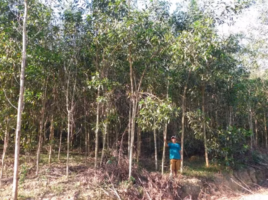 Cộng đồng bảo vệ và phát triển rừng ảnh 2