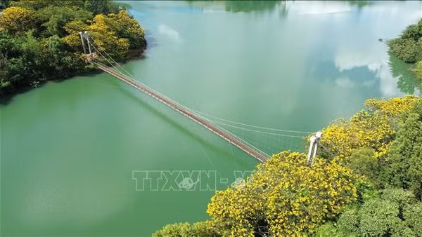 Phượng vàng rực rỡ bên cầu treo Đắk R’Tih