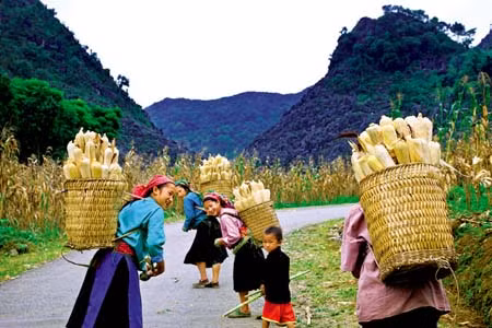 Tìm giống ngô xóa nghèo cho vùng cao núi đá Hà Giang ảnh 1