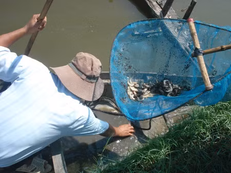 Tôm chết, nông dân Phú Yên mất 120 tỷ đồng ảnh 1