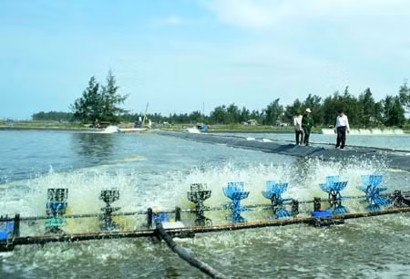 Bảo hiểm tôm nuôi: Thuận lợi ít - vướng mắc nhiều ảnh 1