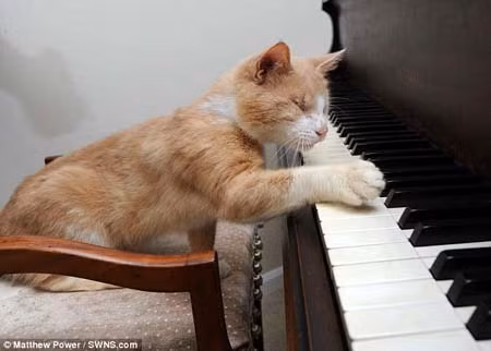Chú mèo mù mê chơi piano ảnh 1