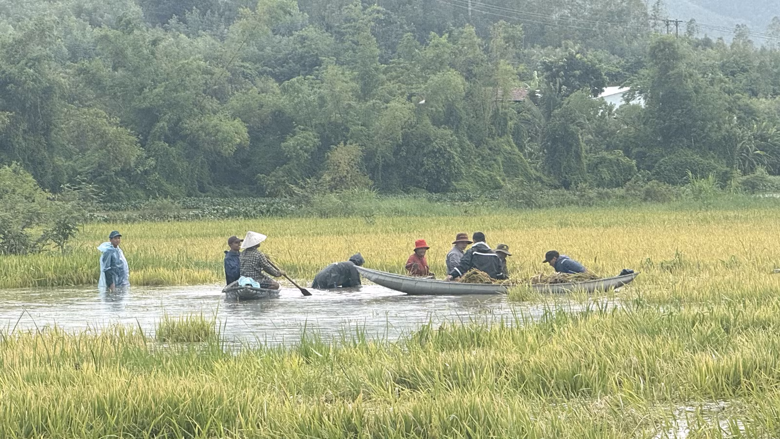 Đắk Lắk hỗ trợ thu hoạch lúa Hè Thu bị ngập do mưa lớn