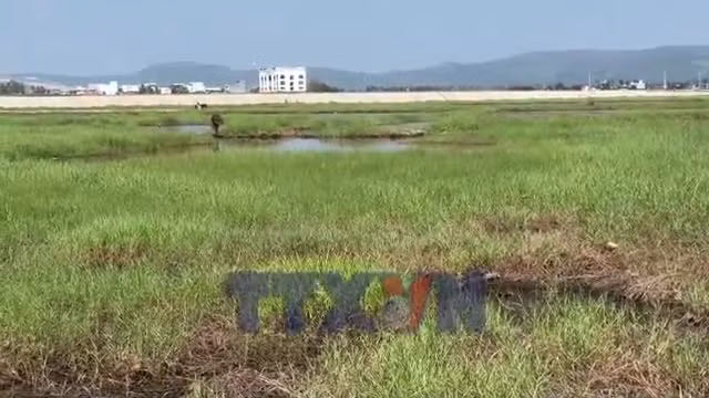Hàng trăm hecta đất lúa bị bỏ hoang vì nhiễm mặn nặng