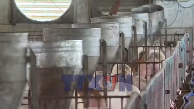 Siết phòng dịch, đảm bảo nguồn cung thực phẩm cuối năm
