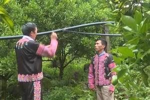 Người mang quả ngọt phủ xanh đất dốc