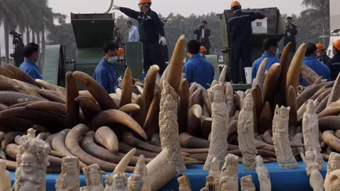 Trung Quốc tiêu hủy hơn 6 tấn ngà voi ảnh 1