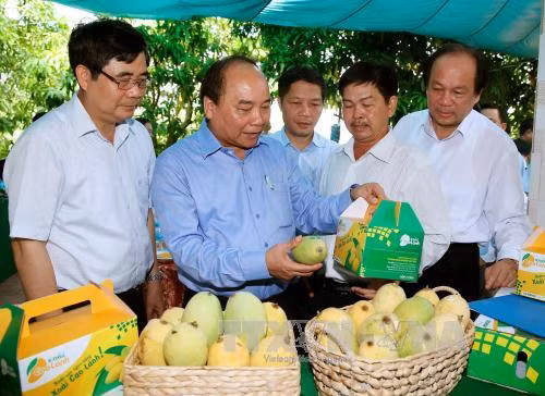 Nhân rộng mô hình tái cơ cấu nông nghiệp ở Đồng Tháp ảnh 2