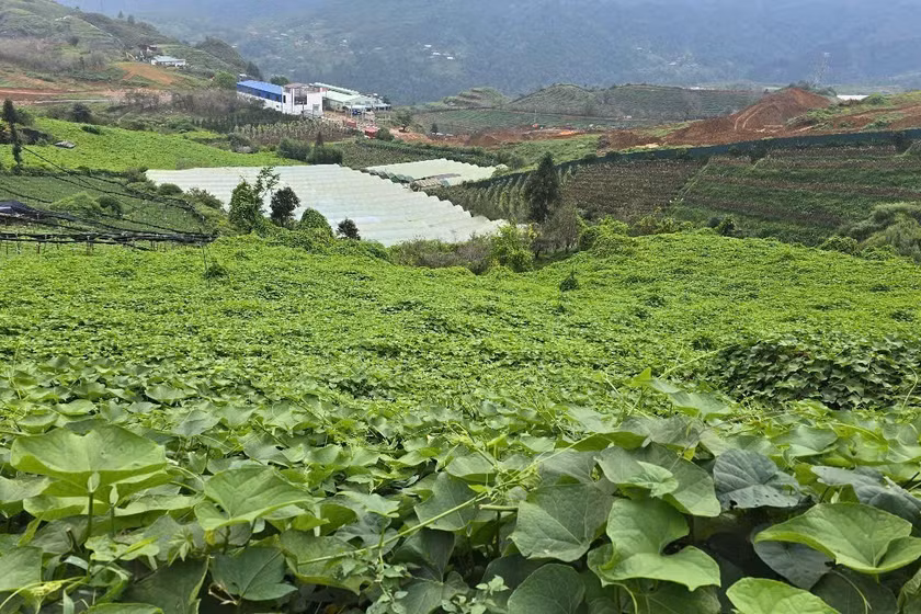 Làm giàu từ nông sản đặc hữu, công nghệ cao