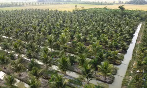 Nông dân Trà Vinh trồng dừa thu nhập hơn 120 triệu đồng mỗi ha