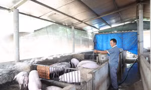 Giá lợn hơi tăng, người chăn nuôi có lợi nhuận cao