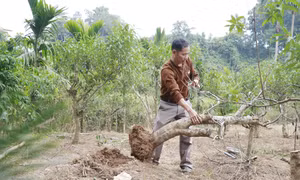 Người trồng đào Tết ở Yên Bái thất thu