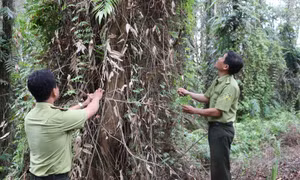 Phòng, chữa cháy rừng trong cao điểm mùa khô