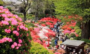Rực rỡ lễ hội hoa đỗ quyên tại Tokyo