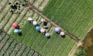 Huyện ven biển Gò Công Đông tập trung xây dựng nông thôn mới nâng cao