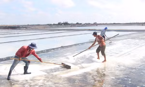 Ứng dụng khoa học công nghệ vào sản xuất giúp phát triển bền vững nghề muối