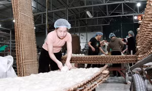 Hỗ trợ phát triển bền vững các hợp tác xã do phụ nữ tham gia quản lý