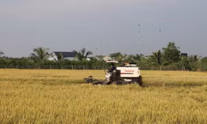 Tiền Giang ứng dụng công nghệ cao giúp nâng cao hiệu quả sản xuất lúa