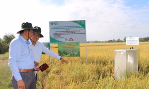 Trà Vinh ứng dụng công nghệ 4.0 trong sản xuất nông nghiệp