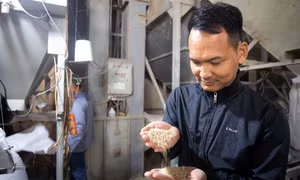 Anh Nguyễn Văn Luân làm giàu từ cây lúa