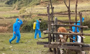 Khẩn trương xét nghiệm, khoanh vùng khi thêm nhiều trâu, bò chết ở Kon Tum