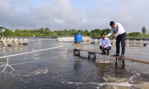 Triển khai thực hiện các giải pháp phát triển tôm nước lợ năm 2025