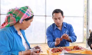 Đảng viên trẻ vùng cao Than Uyên tiên phong làm kinh tế