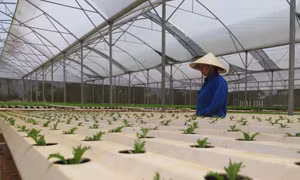 Đề xuất giãn thời gian thu hồi nhà màng canh tác tại Măng Đen 