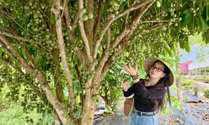 Nông trại du lịch đầu tiên tại An Giang đạt chuẩn OCOP 3 sao