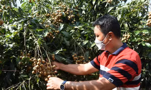 Thời tiết bất lợi, vụ trái cây hè có nguy cơ giảm mạnh năng suất ở Bà Rịa-Vũng Tàu