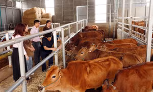 Đồng hành cùng người dân vùng cao Lai Châu thoát nghèo