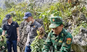 Hà Giang đẩy lùi "cây cấm", gìn giữ bình yên nơi phên dậu Tổ quốc