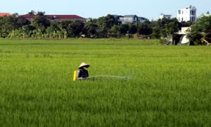 Khuyến cáo nông dân tăng kiểm tra đồng ruộng, phòng trừ sâu bệnh hại lúa