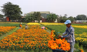 Rộn ràng cánh đồng hoa lớn nhất ở Bình Dương