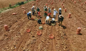 Lâm Đồng chuyển đổi gần 1.000 ha đất lúa sang đất trồng cây hằng năm