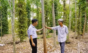 Ngành tiêu và gia vị còn nhiều dư địa tăng trưởng