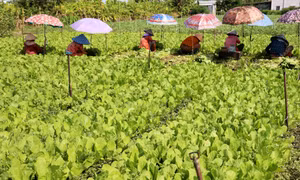 Nông dân Tiền Giang chuyển gần 4.000 ha sang trồng rau màu để “chung sống với lũ”