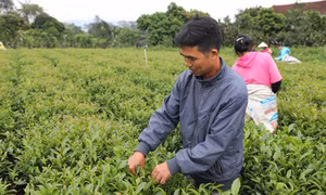 Chè Thái Nguyên vẫn chủ yếu tiêu thụ ở thị trường nội địa