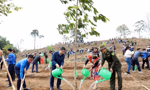 Năm 2025, Tuyên Quang phấn đấu trồng mới trên 10.000 ha rừng