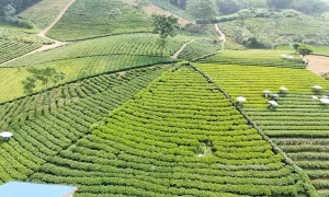 Thái Nguyên: Xây dựng các sản phẩm du lịch đặc trưng gắn với văn hóa trà 