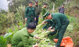 Phát hiện 1 phụ nữ trồng gần 1.000 cây thuốc phiện trong vườn rau cải