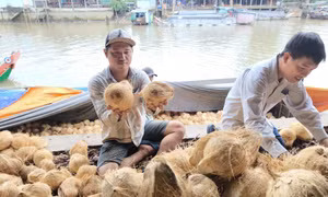 Bến Tre đổi mới công nghệ, xây dựng thương hiệu cho sản phẩm dừa xuất khẩu