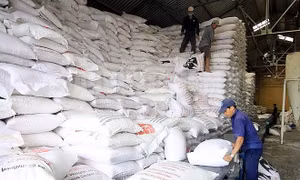 Xuất cấp gạo cho 3 tỉnh dịp giáp hạt đầu năm 2025