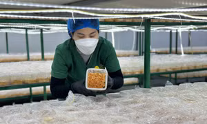 Vĩnh Phúc phát triển lợi thế của địa phương thành sản phẩm OCOP