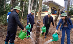 Thái Nguyên: Trồng trên 1,1 triệu cây phân tán trong dịp phát động Tết trồng cây