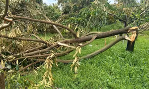 Lâm Đồng hỗ trợ người dân chịu thiệt hại do lốc xoáy và mưa đá