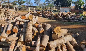 Bảo vệ hiện trường, điều tra, làm rõ vụ phá rừng vành đai biên giới ở Đắk Nông