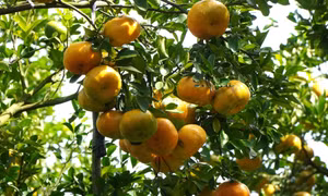 Quýt hồng Lai Vung sẵn sàng cung ứng thị trường Tết