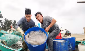 "Mùa vàng" sứa biển, ngư dân ven bờ bội thu