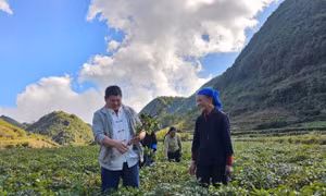 Lai Châu thu hút doanh nghiệp phát triển cây dược liệu dưới tán rừng